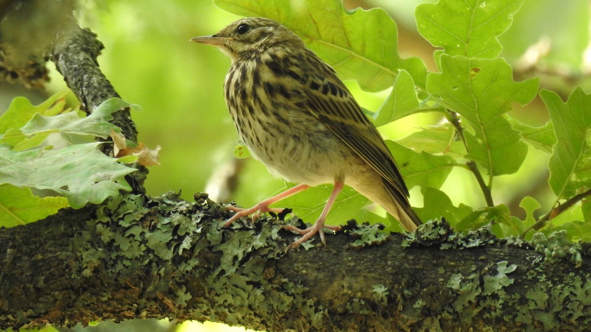 sortie oiseaux PNRP